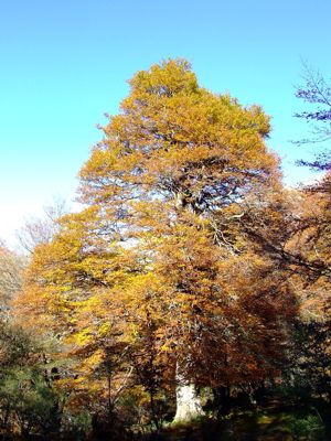 Ansicht einer großen Buche