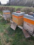 Ein Bienenstand mit 3 Beuten vor einer Hecke. Die Blechdeckel sind mit Steinen beschwert.